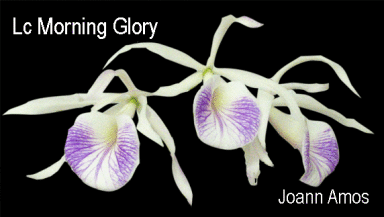 Orchids