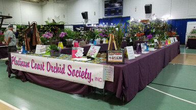 2019 Show