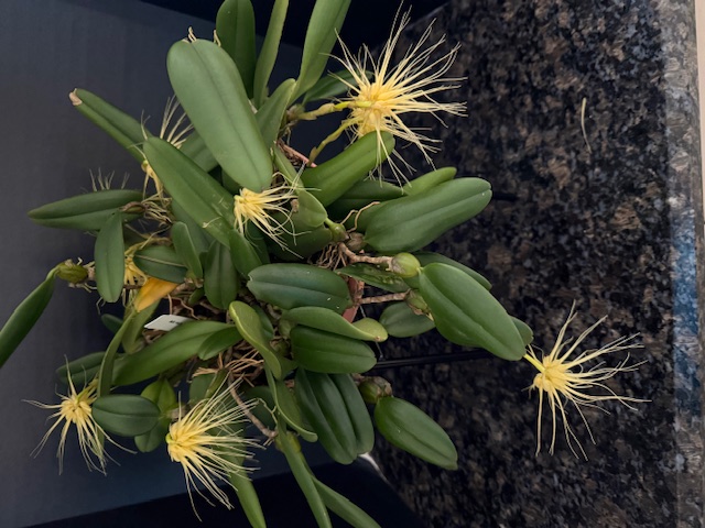 Bulb vaginatum