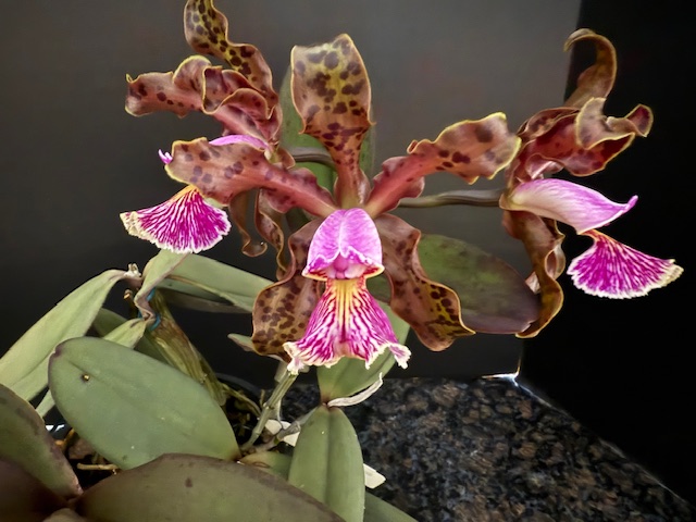 C. schilleriana