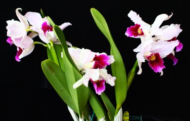 05 May