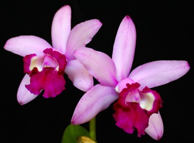 C.  intermedia  v.  orlata  " RIO "  AM/AOM