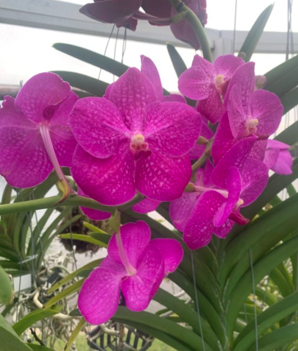 "V. Siriporn Pink (V. East More x  V. Fuch's Delight)"