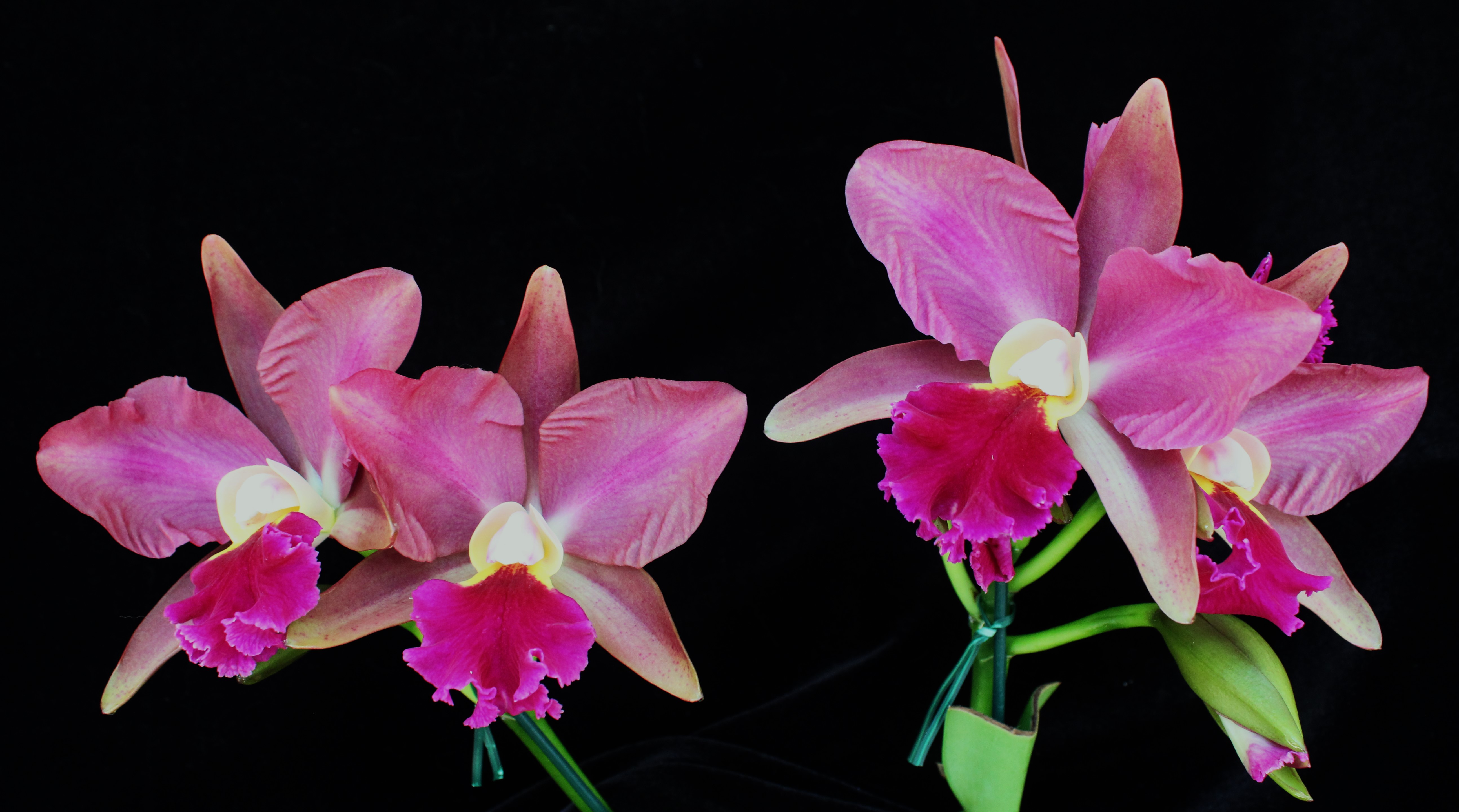 Rlc.  Egyptian  Queen " DESERT  EVE "