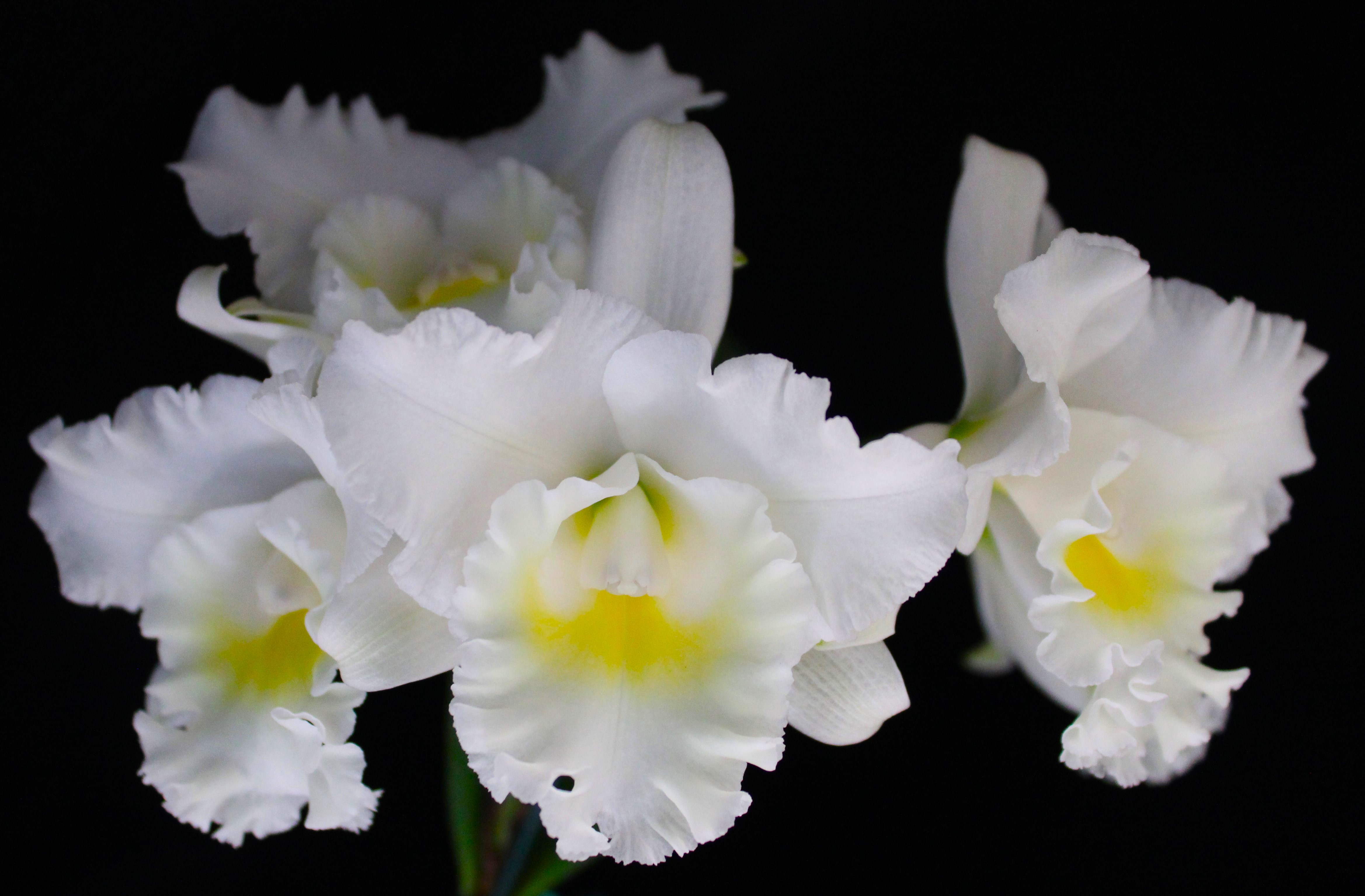 Rth.  Shinfong  White  Charm " WHITE  ROSE "  # 20