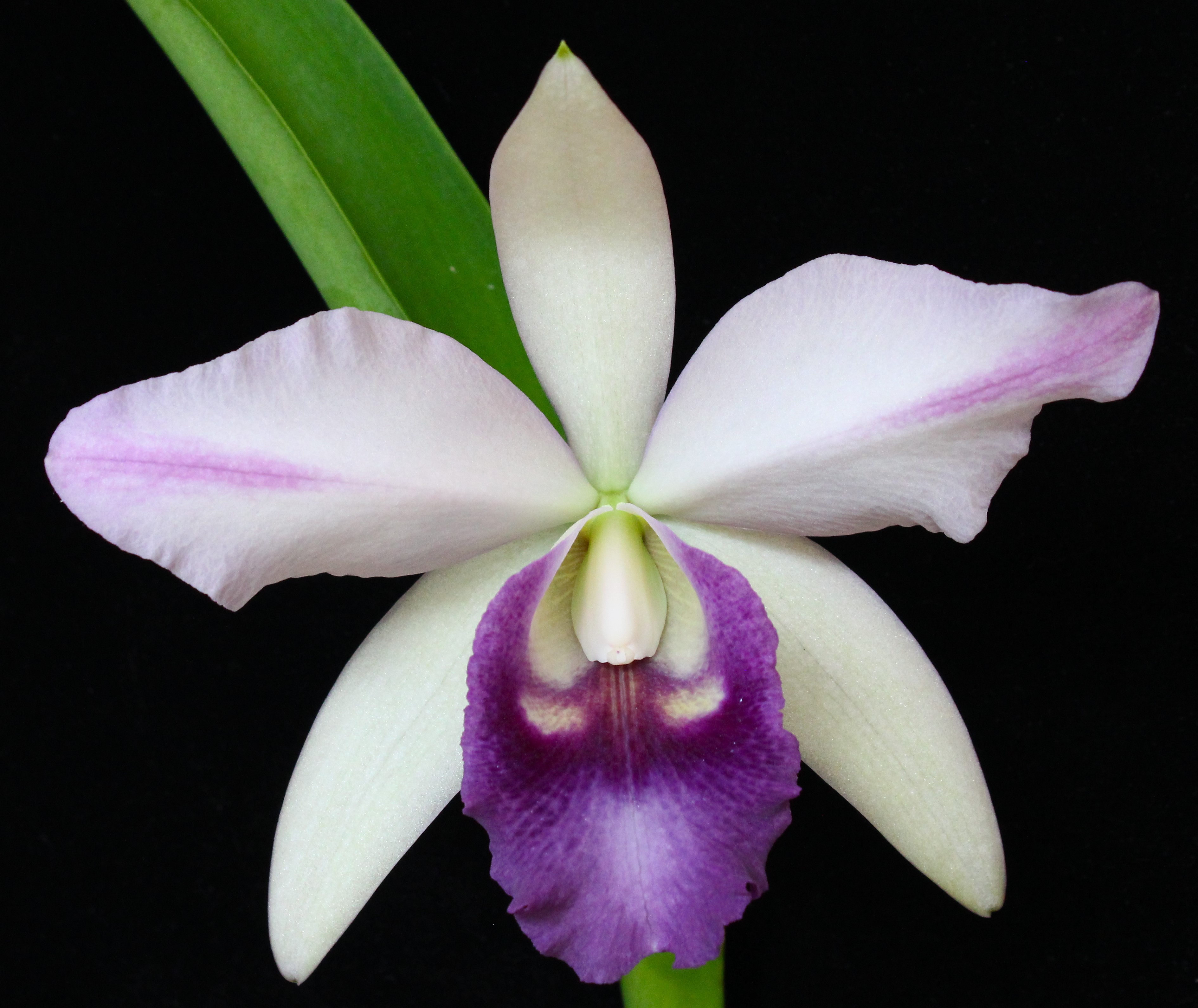 C.  Mishima  Elf . coerulea