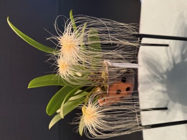 Bulb. medusa