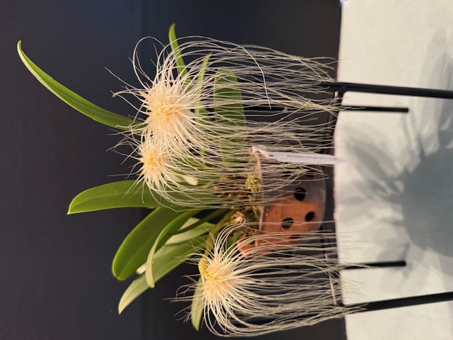 Bulb. medusa