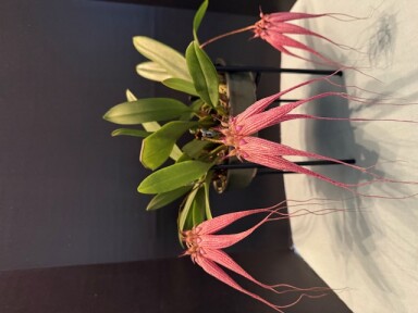 Bulb. Elizabeth Ann 'Buckleberry" FCC/AOS