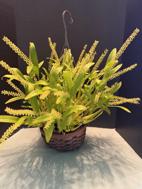 Liparis viridiflora